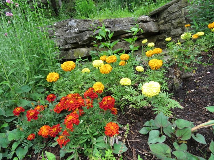 Flowers yellow and orange growing around the rocks around magnetic spring