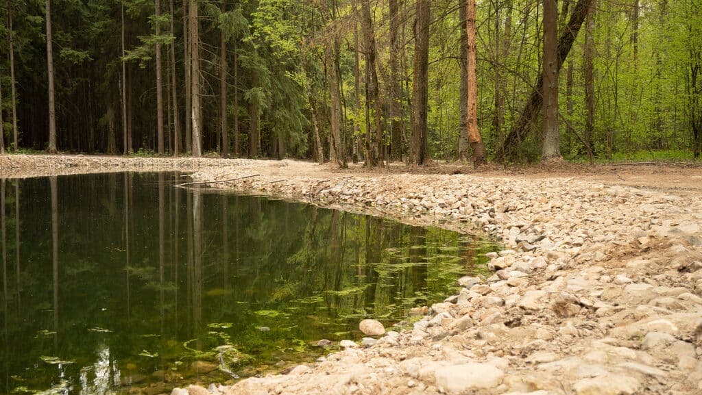 A tranquil forest pond surrounded by trees and a rocky shoreline.