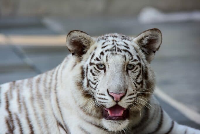 Close-up of a white tiger with distinctive stripes and bright blue eyes.