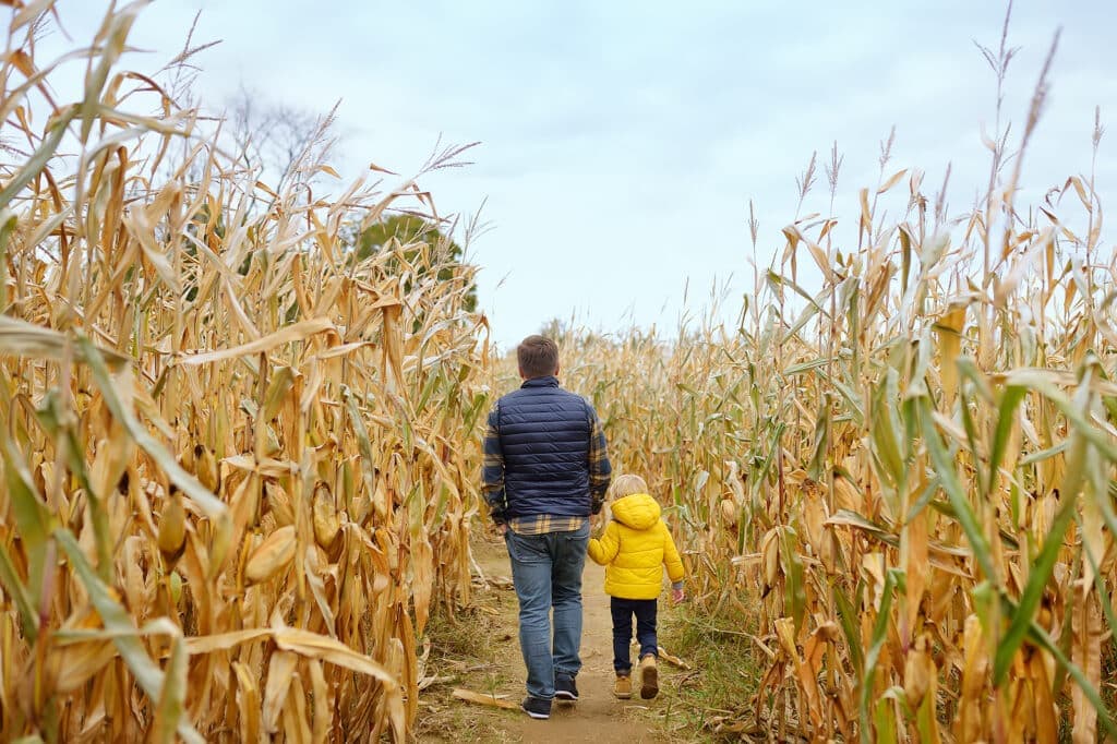 A man and a child walk through a corn maze on a cloudy day.