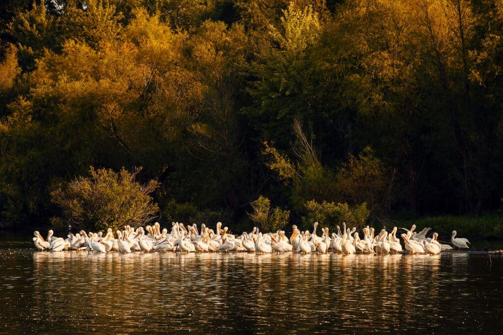 A flock of white pelicans rests on a calm lake surrounded by autumnal trees.