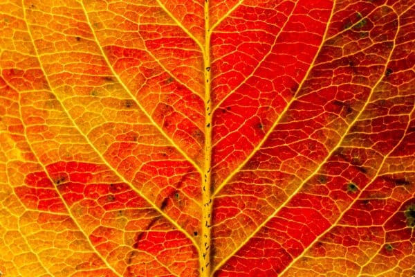 A close-up of a vibrant autumn leaf showcasing rich red and yellow hues with intricate vein patterns.