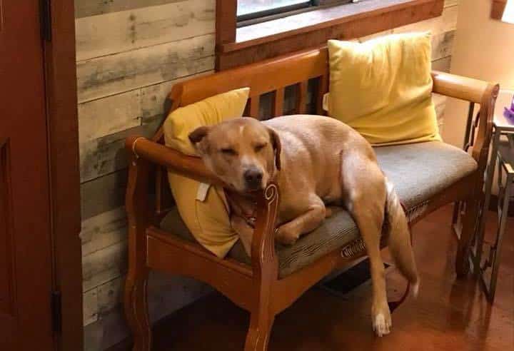 A dog is lounging on a wooden bench with yellow pillows in a cozy room.