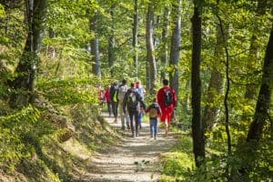 A group of people walks along a forest trail surrounded by green trees.