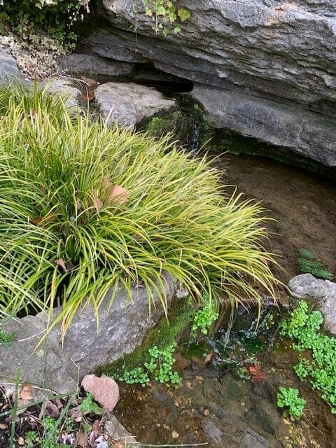 A lush patch of grass grows beside a small stream flowing over stones.
