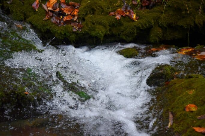 A close-up of a bubbling stream flowing over green moss and scattered autumn leaves.