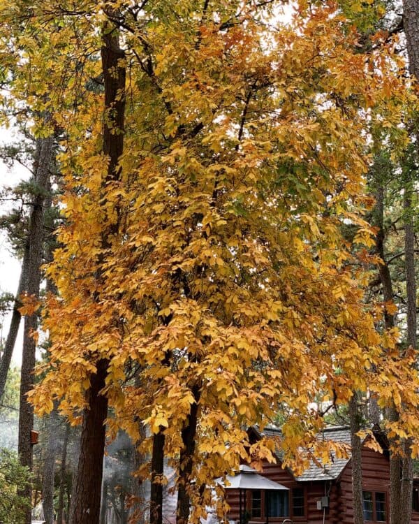 A tree with vibrant orange and yellow leaves stands beside a rustic cabin in a wooded area.