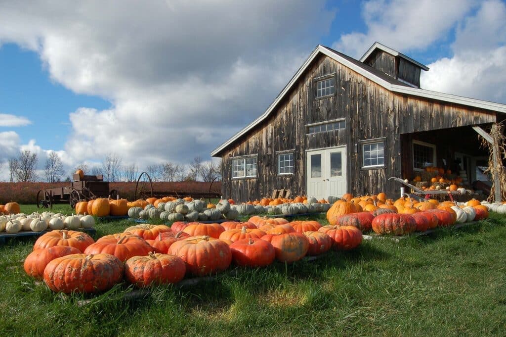 A rustic barn surrounded by a variety of pumpkins on a grassy field under a cloudy sky.