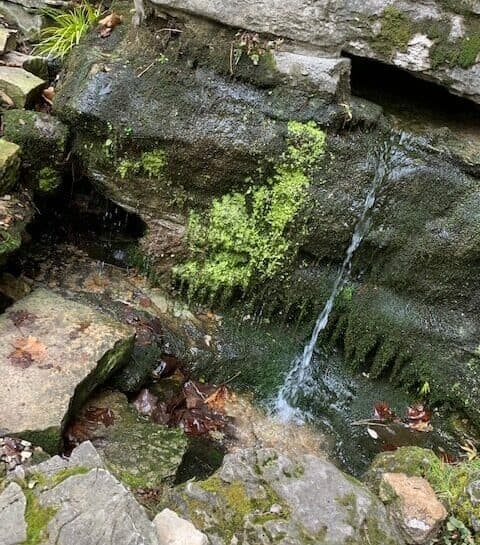 A small stream of water flows over a moss-covered rock surface surrounded by stones and fallen leaves.