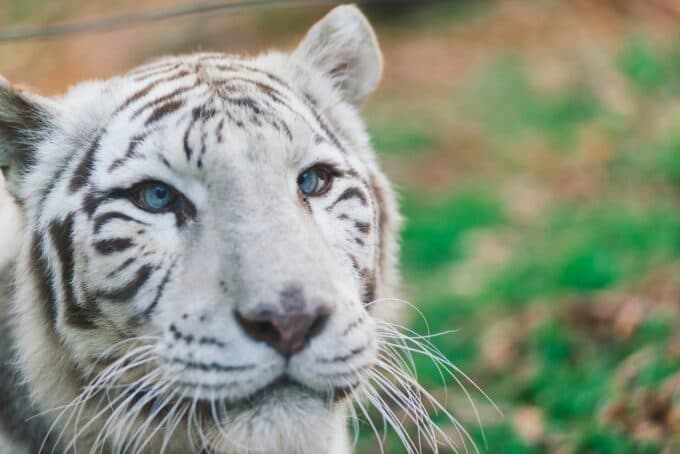Close-up of a white tiger with striking blue eyes.